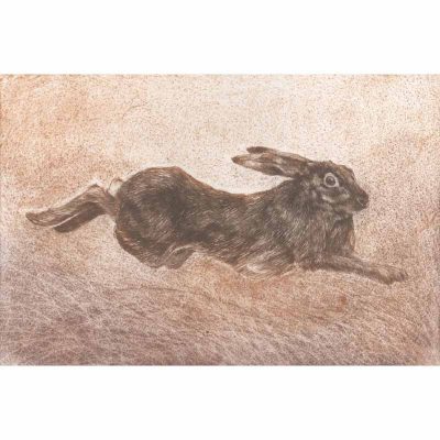 Harvest Hare print by Sarah Bays