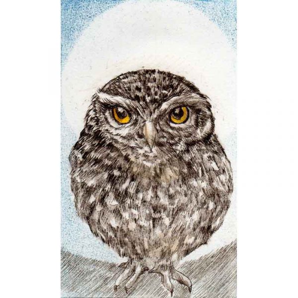 Little Owl, print by Sarah Bays