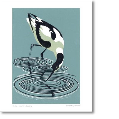 Greeting card of 'Avocet Feeding' by Robert Gillmor