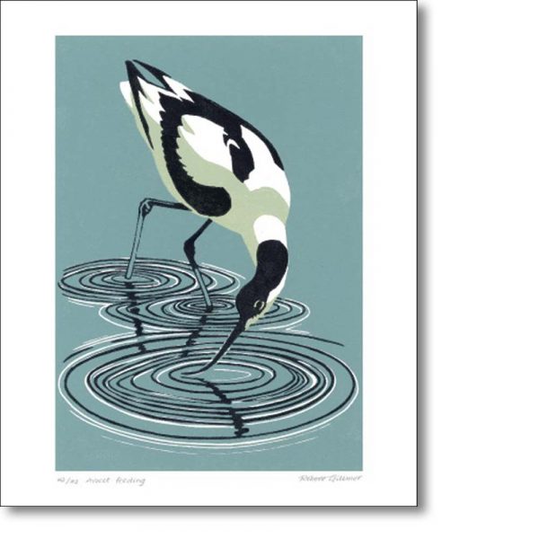 Greeting card of 'Avocet Feeding' by Robert Gillmor