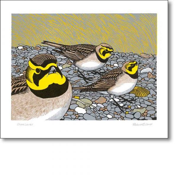 Greeting card of 'Shorelarks' by Robert Gillmor