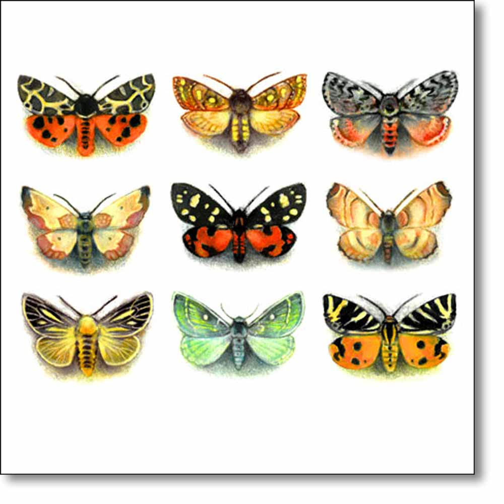 Moth Species | Card | Louise Bird | Walsingham Gallery & Framing