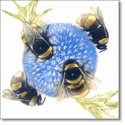 Greeting Card of 'Bumblebees on Echinops' by Louise Bird