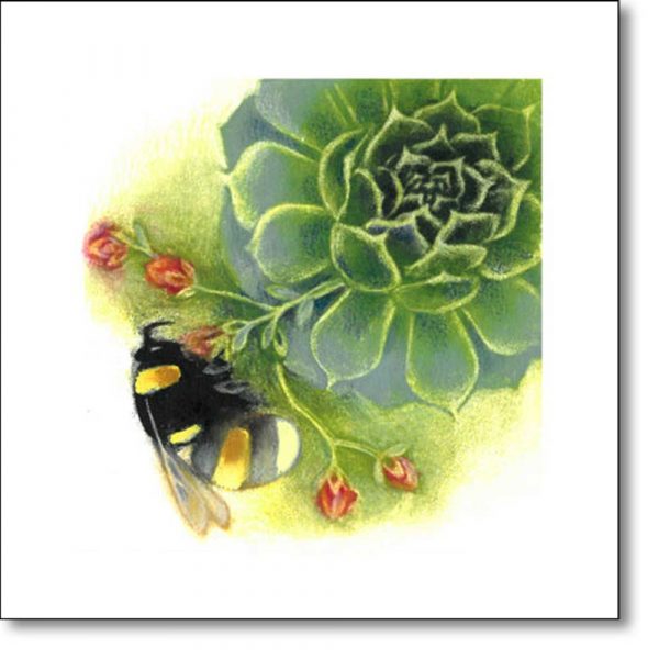 Greeting Card of 'Bumblebee on Sempervivum' by Louise Bird