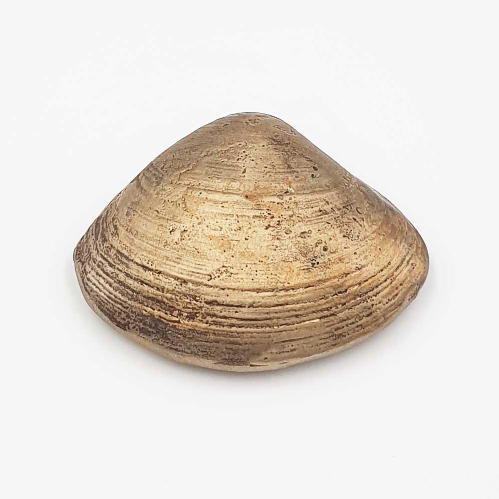 Large Norfolk Clam Shell, Bronze