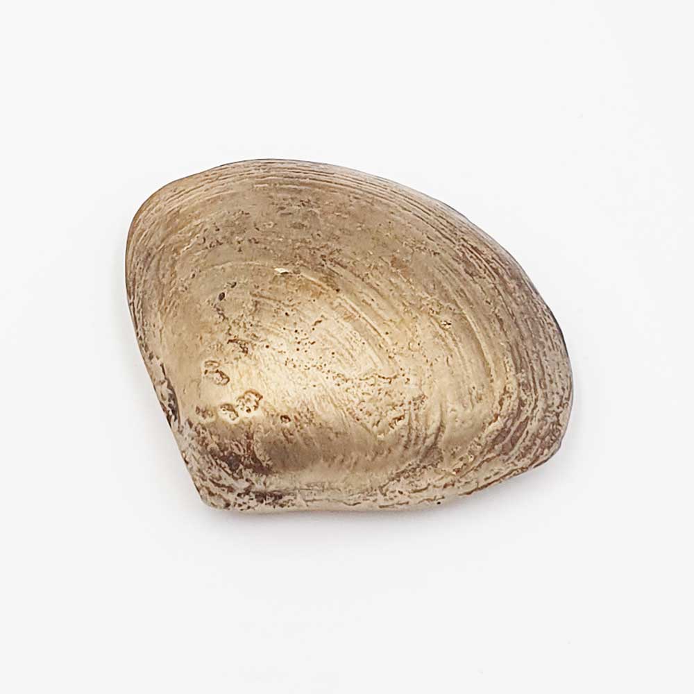 Large Norfolk Clam Shell, Bronze