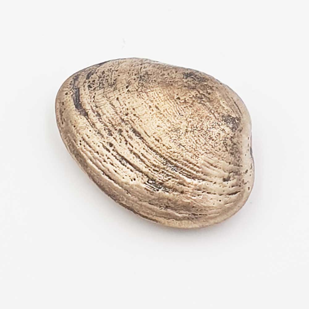 Norfolk Clam Shell | Bronze | John Mallett | Walsingham Gallery & Framing