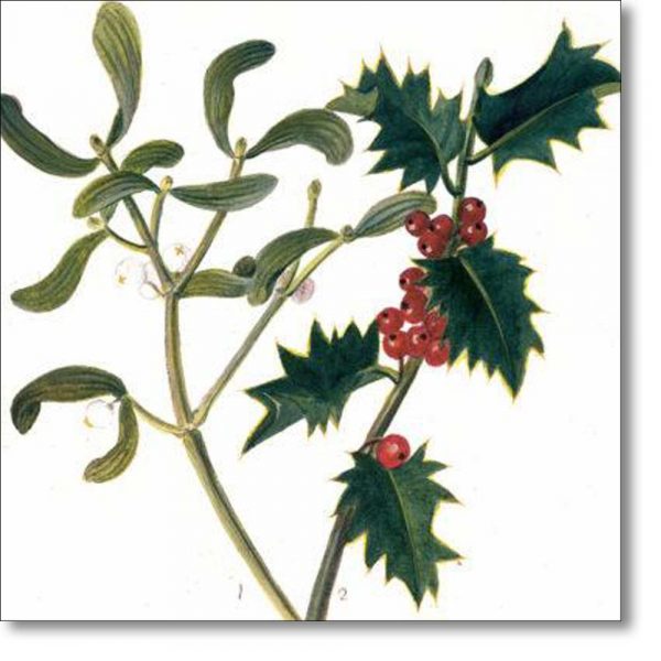 Christmas Card of 'Holly and Mistletoe'