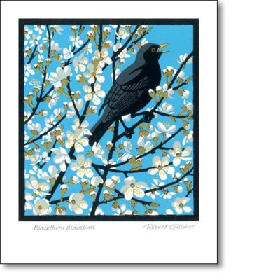 Greetings card 'Blackthorn Blackbird' by Robert Gillmor