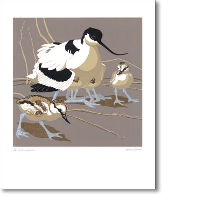 Greetings card 'Avocet & Chicks' by Robert Gillmor