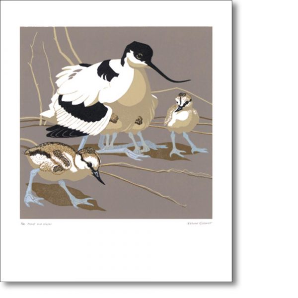 Greetings card 'Avocet & Chicks' by Robert Gillmor