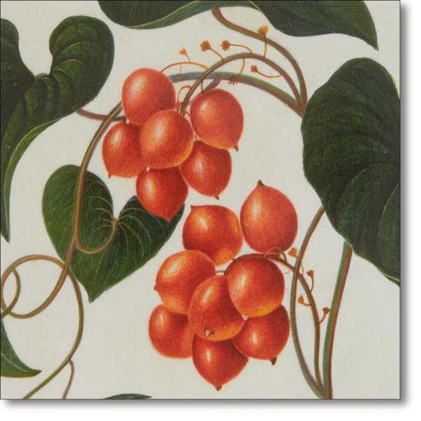 Christmas Card 'Black Bryony (Tamus communis)' by James Bolton