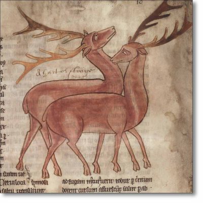 Christmas Card 'Two Deer from a mediaeval bestiary (c.1220-30)