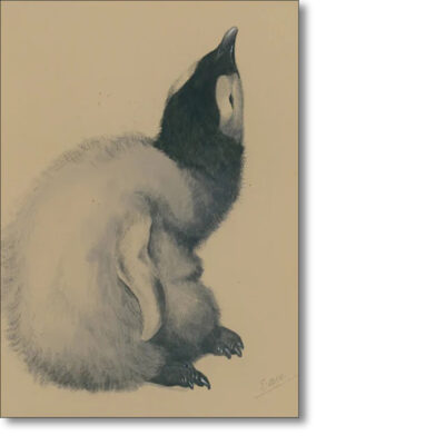 Christmas Card 'Emperor Penguin chick in down from Cape Crozier﻿' from the collection of the Polar Museum