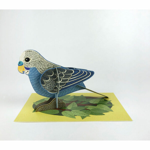 Display of pop-out 'Budgie' by Alice Melvin