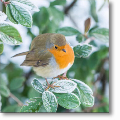 Christmas Card of 'Robin on Cotoneaster Lacteus' by Howard Rice