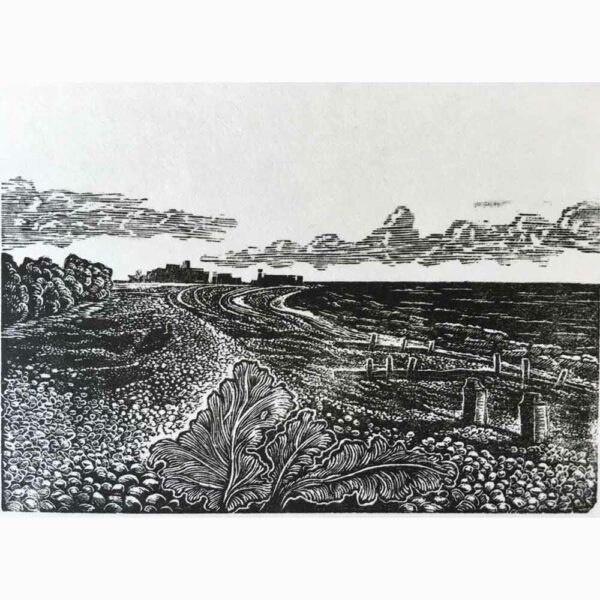 Wood Engraving 'Seakale on the Beach' by Lyn May