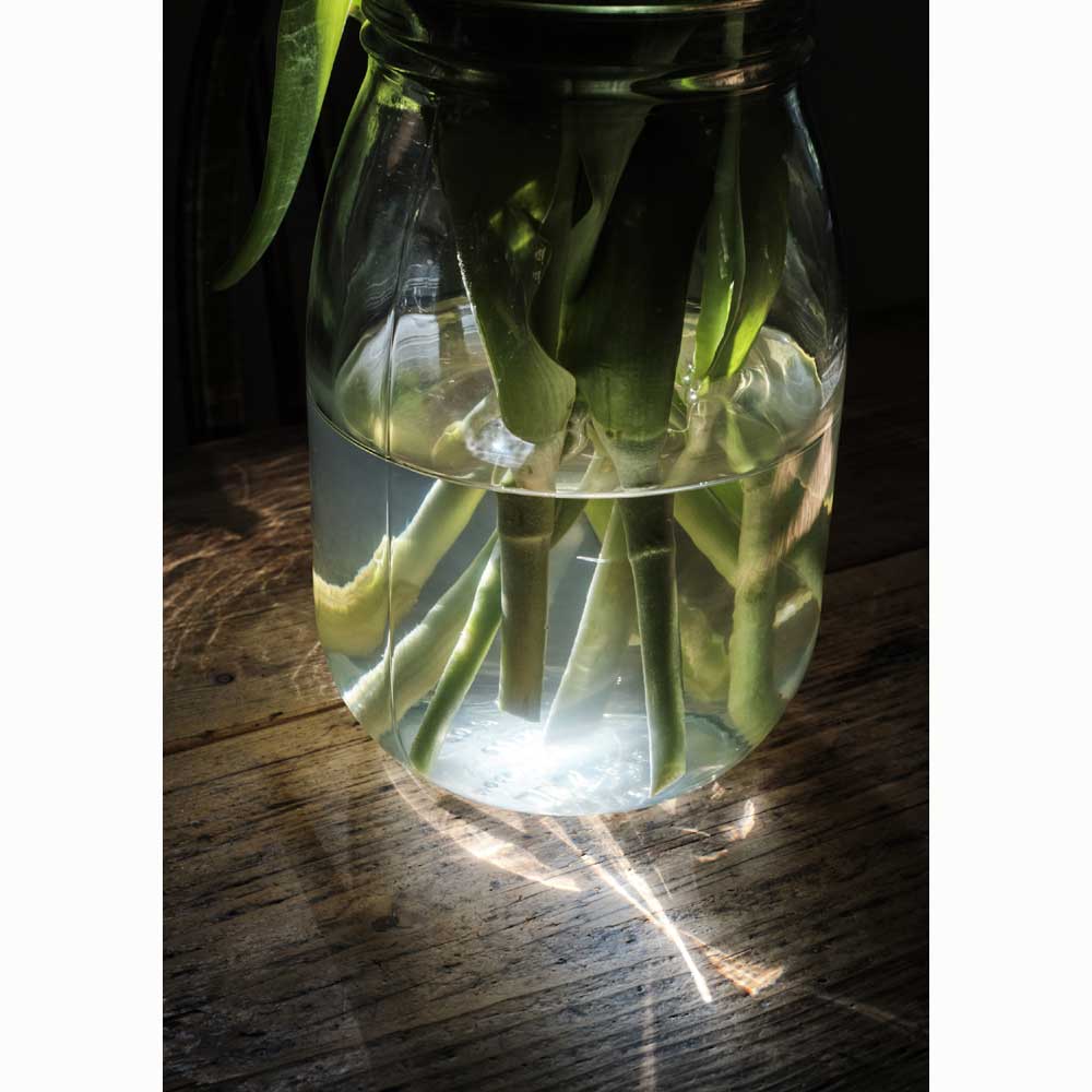 Photograph entitled 'the other end of the flowers' by Han Lee de Boer