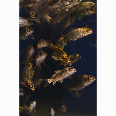 Photograph entitled 'fish tank at a norfolk garden centre' by Han Lee de Boer